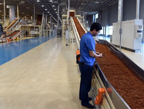 卷烟厂流水线上研究生超30 ,名校毕业去卷烟厂当工人是浪费吗